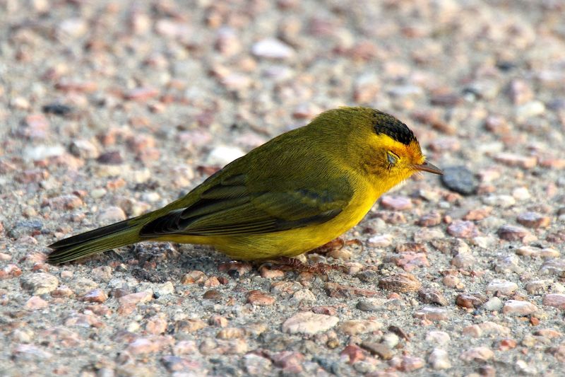 The Bird May Not Be Your Cat’s Kill