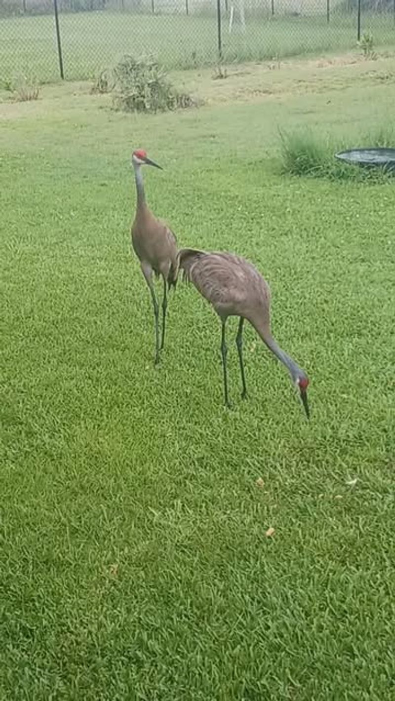 Open Grass Can Offer Food