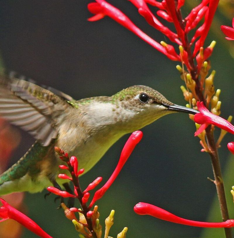 Late Birds May Use Supplemental Energy