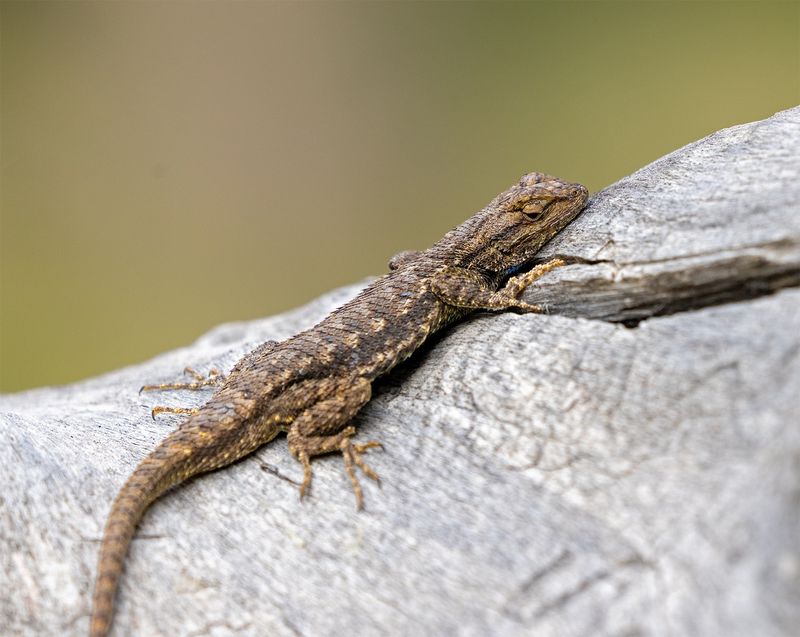 Sunny Vertical Surfaces Can Become Basking Sites