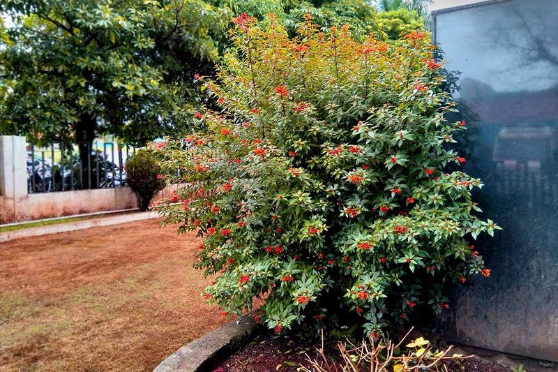Plant Firebush Beside a Living Yard Edge