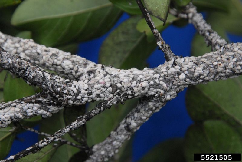 Escaping The Endless Crape Myrtle Battle