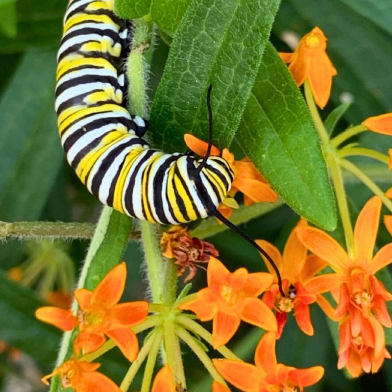 Host Plants Help Complete the Life Cycle