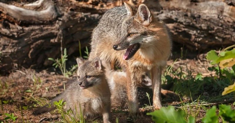 Red Foxes, Gray Foxes, And The Pennsylvania Landscape