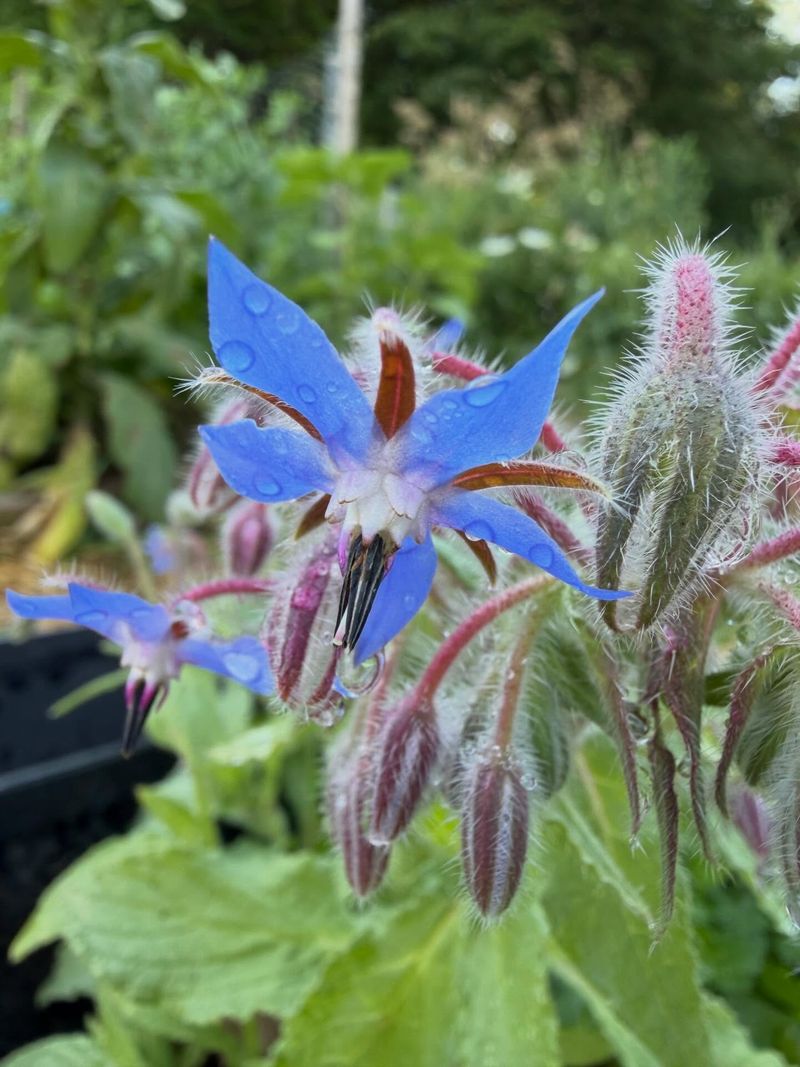An Unexpectedly Charming Addition To Your Landscape