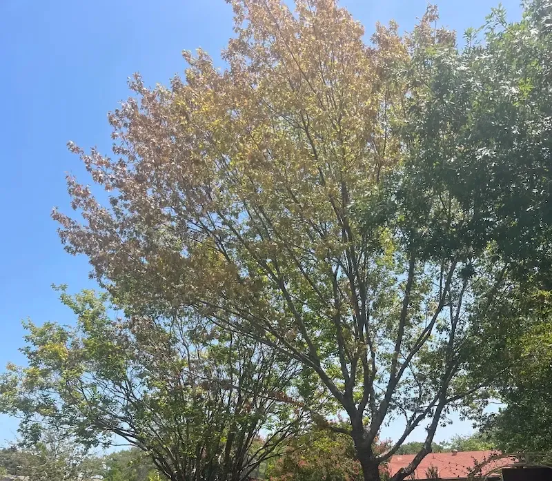 Heat Still Raises the Cost of Unnecessary Pruning