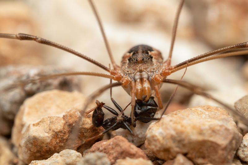 Aphids Are Possible Prey, Not a Guaranteed Solution