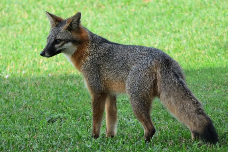 Your Yard May Be Part Of A Larger Fox Home Range