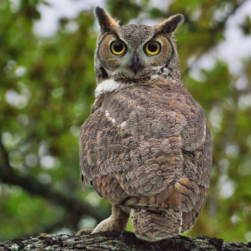 Rats Are Only One Part Of The Owl’s Diet