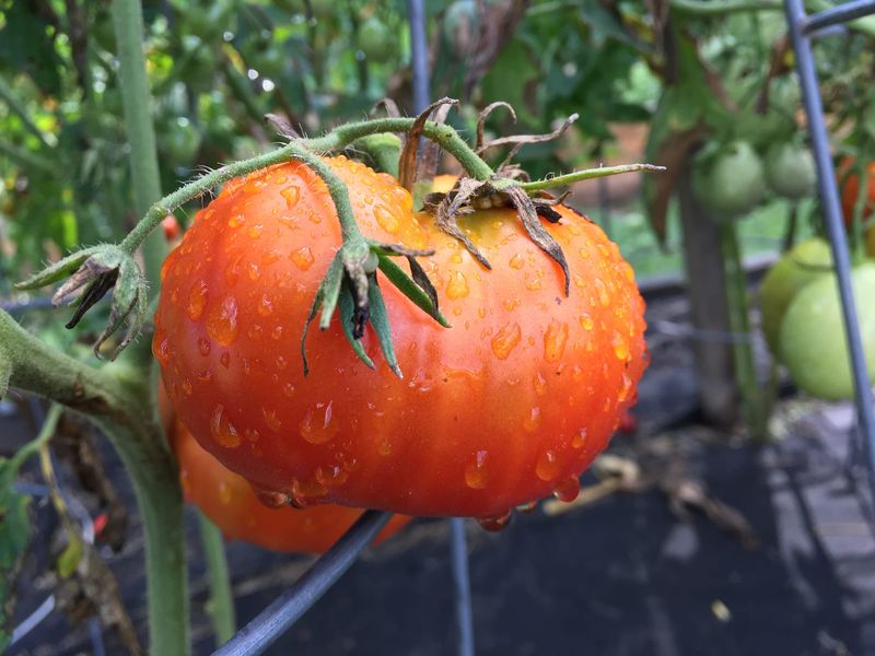 Prolonged Heat Can Delay Red Color