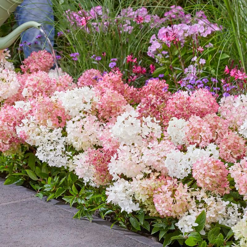 Groundbreaker Hydrangea Stays Low and Wide