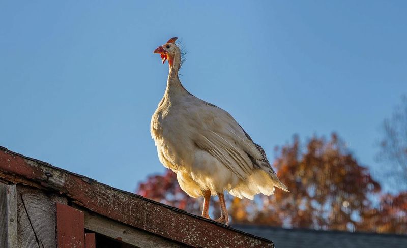 Noise And Roaming Can Outweigh The Pest Benefit