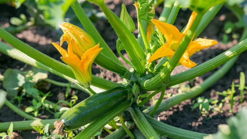 The Bloom-Time Habit That Can Make Losses Worse
