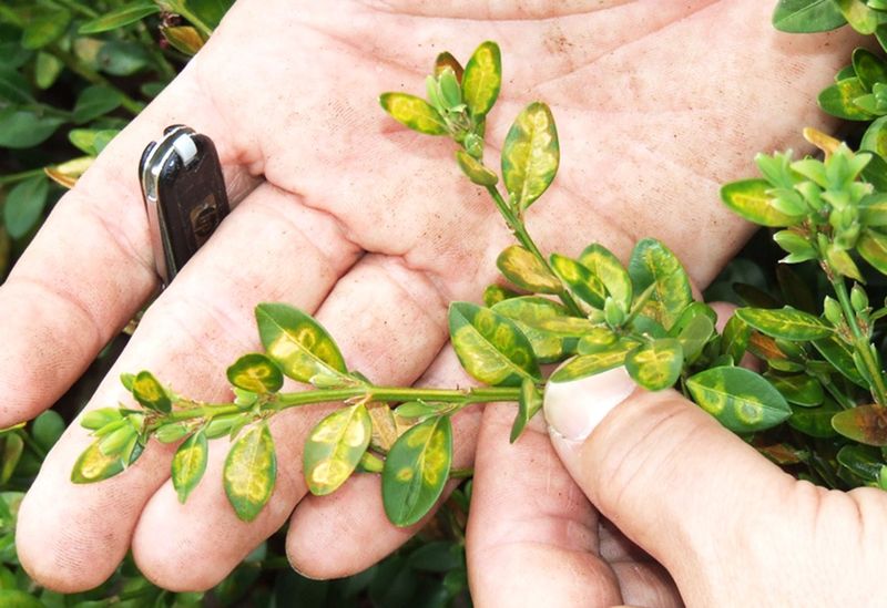 Tiny Invaders Are Maiming Leaves Across The State
