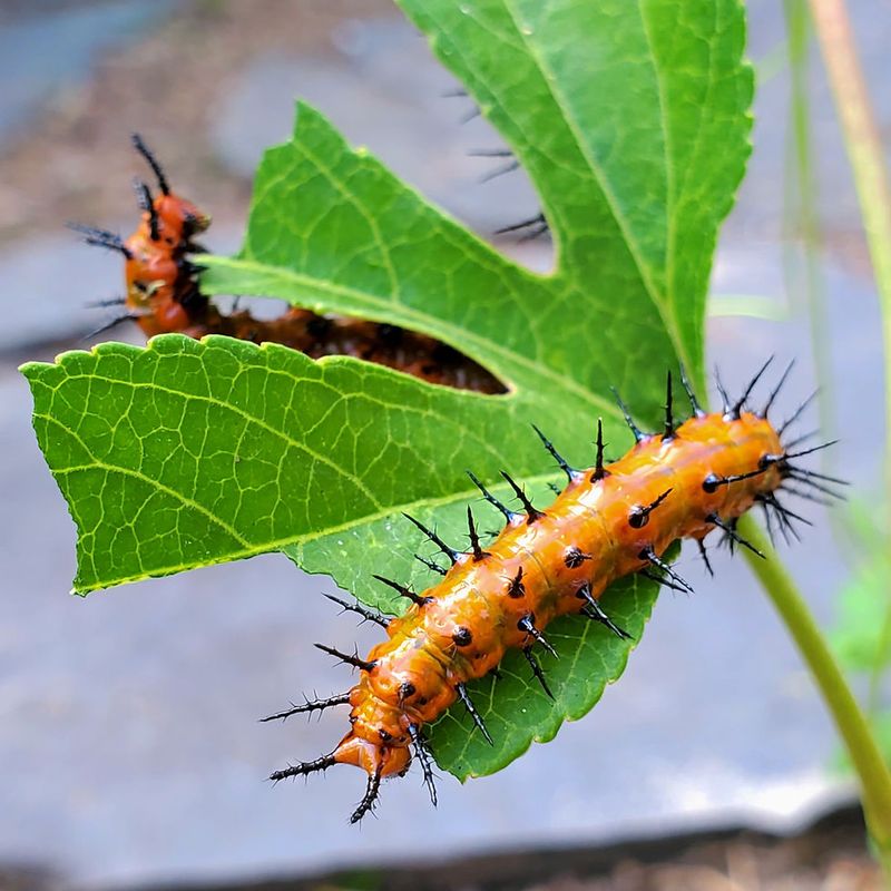 Protect Caterpillars From Pesticide Exposure
