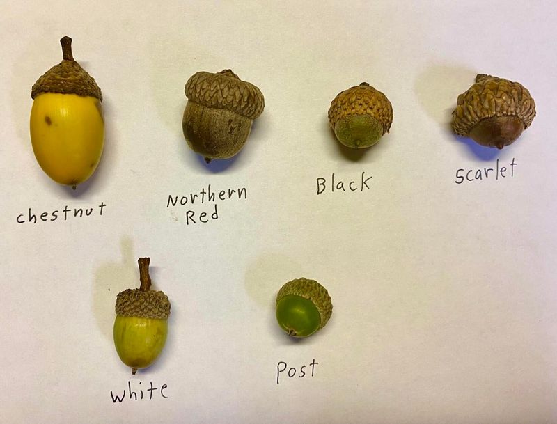 Oak Species Keep Different Calendars