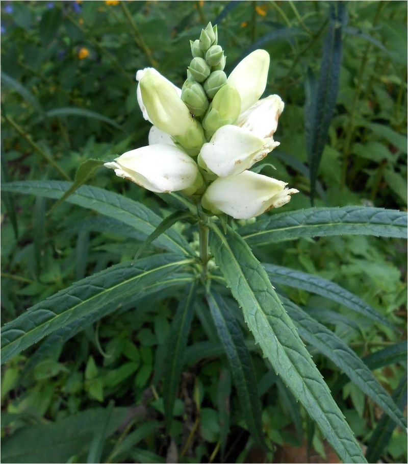 The Only Nursery For Baltimore Checkerspots