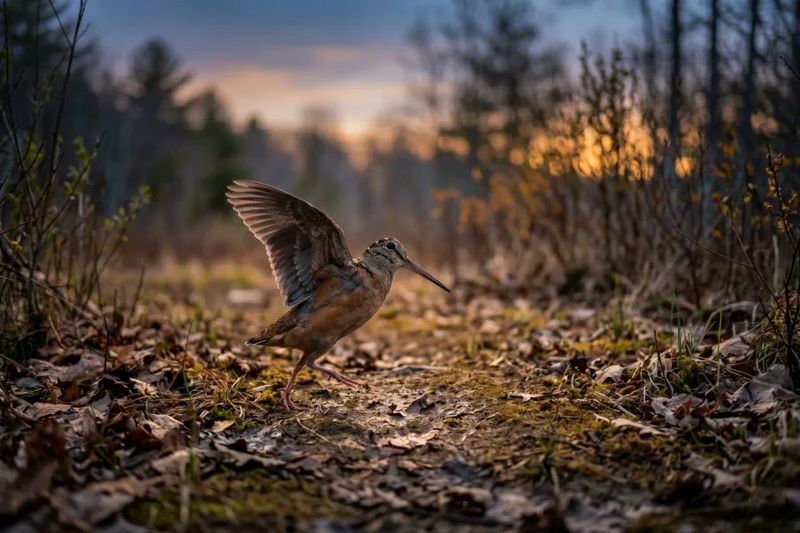 Dusk Is When the Woods Start Singing