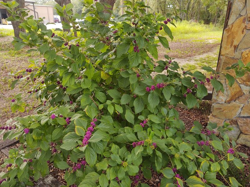 Native Plants Build the Food Web