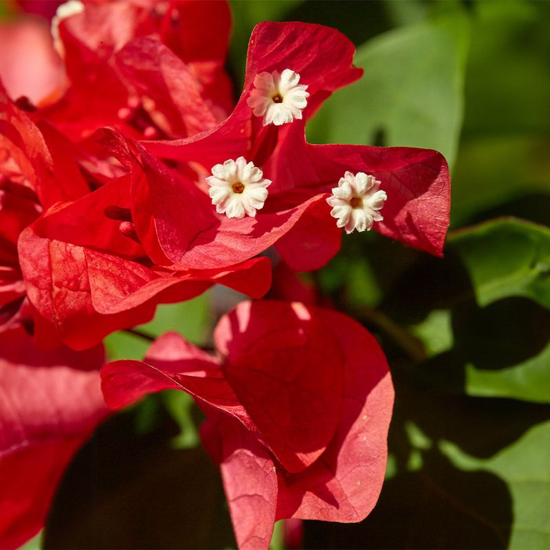Why New Growth Matters More Than Deadheading
