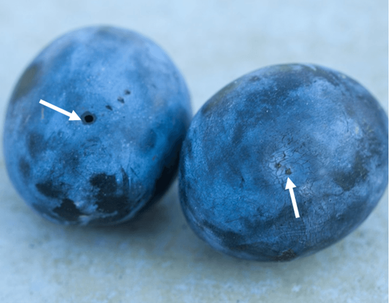 Why Healthy-Looking Berries Fail Near Harvest