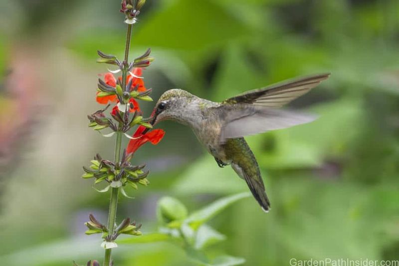 Why Its Flowers Invite Hummingbirds