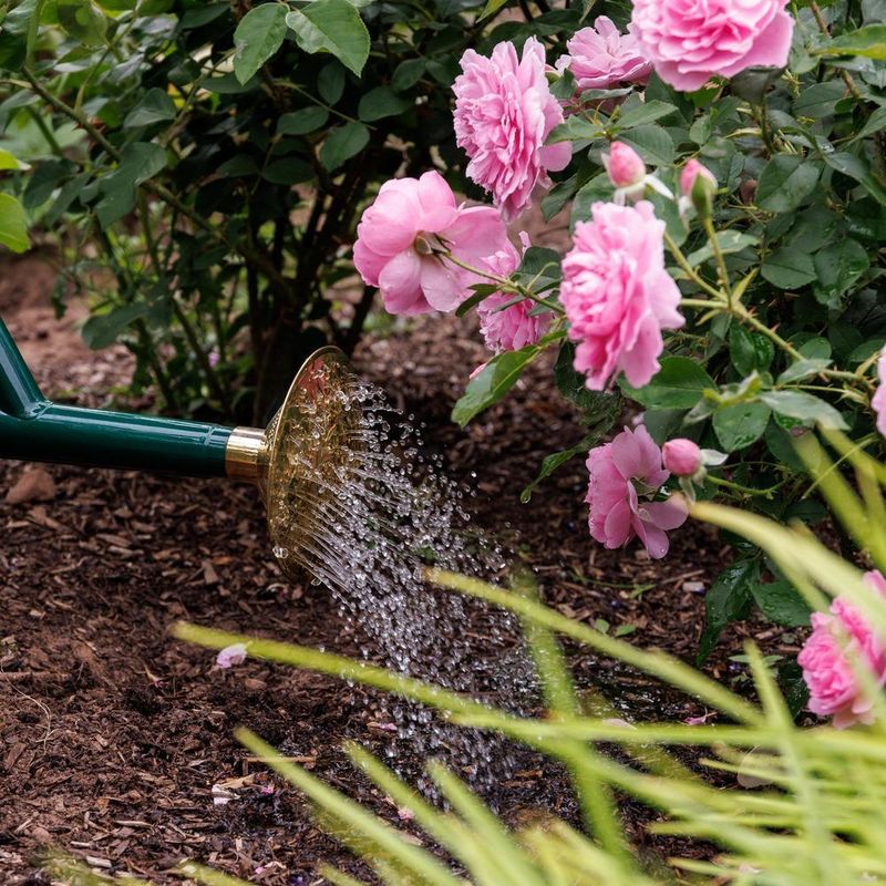Sun, Water, and Mulch Keep the Easy Care Intact