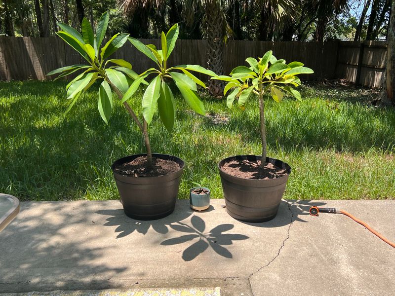 A Breathable Pot Protects the Roots
