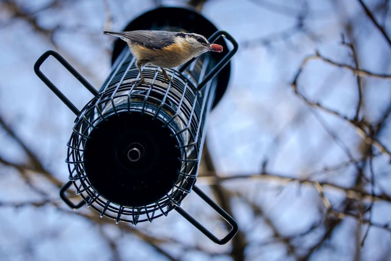 Bird Friendly Means Cleaner And Safer