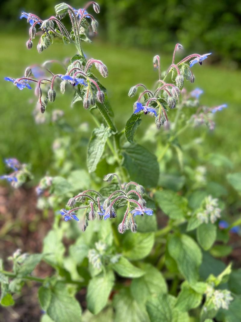 Self-Seeding Rewards a Deliberate Approach