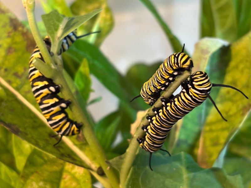 Monarch Caterpillars Depend On Milkweed