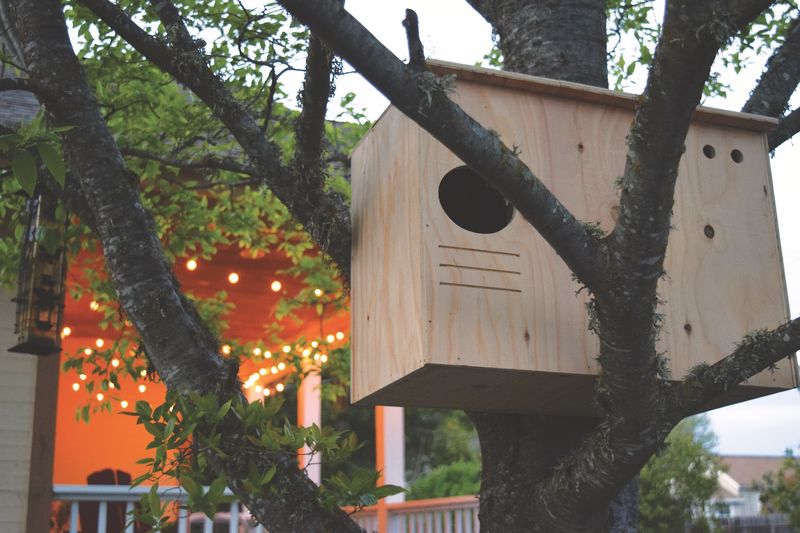 Place a Box for the Bird, Not the Headline