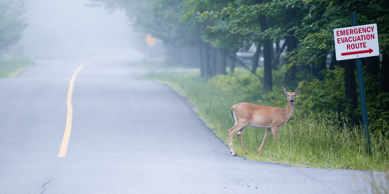 An Out-Of-Range Animal Needs Verification