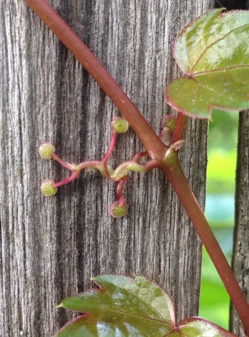 Its Holdfasts Can Make The Fence Work