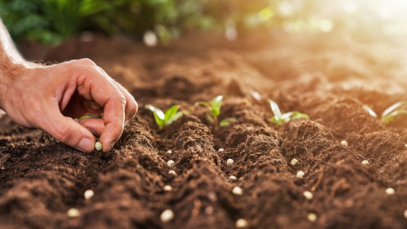 The Crop Decides Where You Start