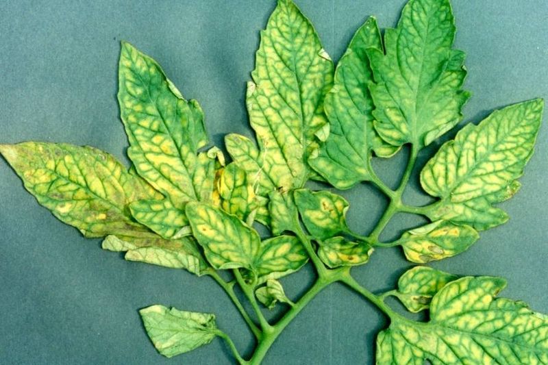 Yellowing Leaves With Green Veins Mean Magnesium