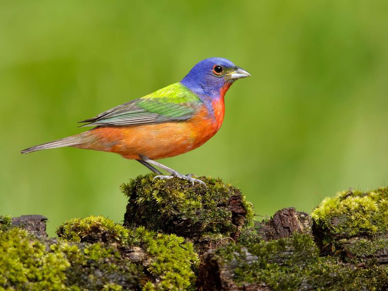Ground-Foraging Behavior Explains The Recommendation