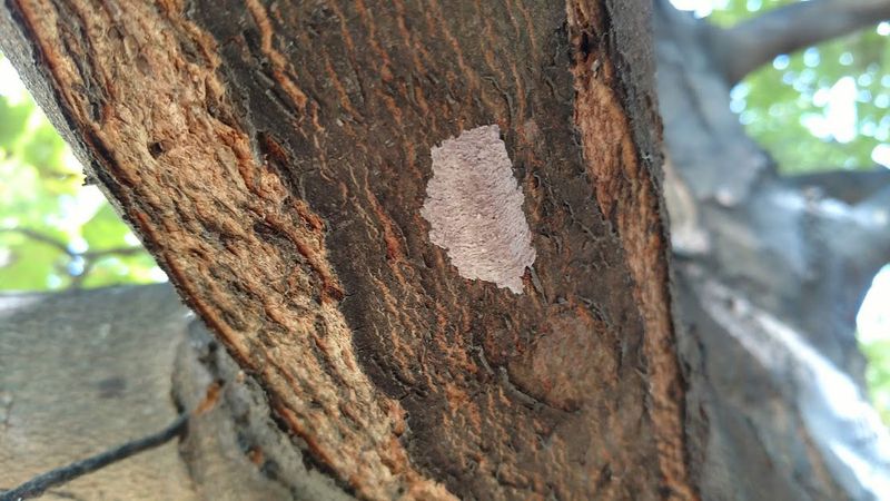 Seasonal Signs Make the Insect Easier to Confirm