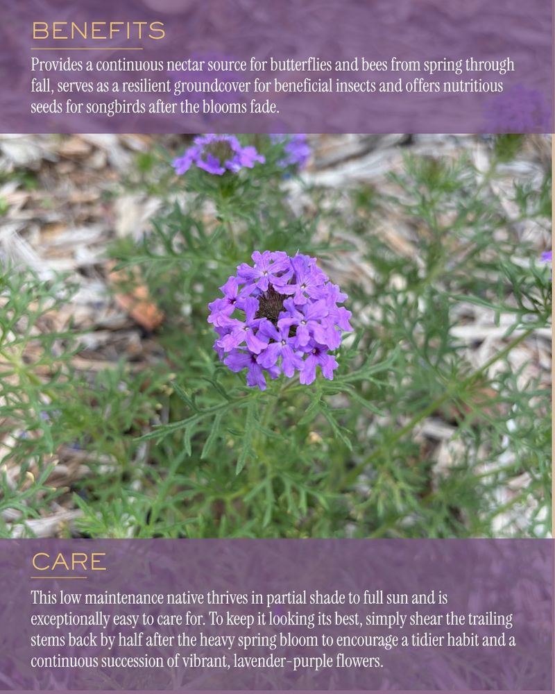Its Flowers Can Offer Nectar And Pollen