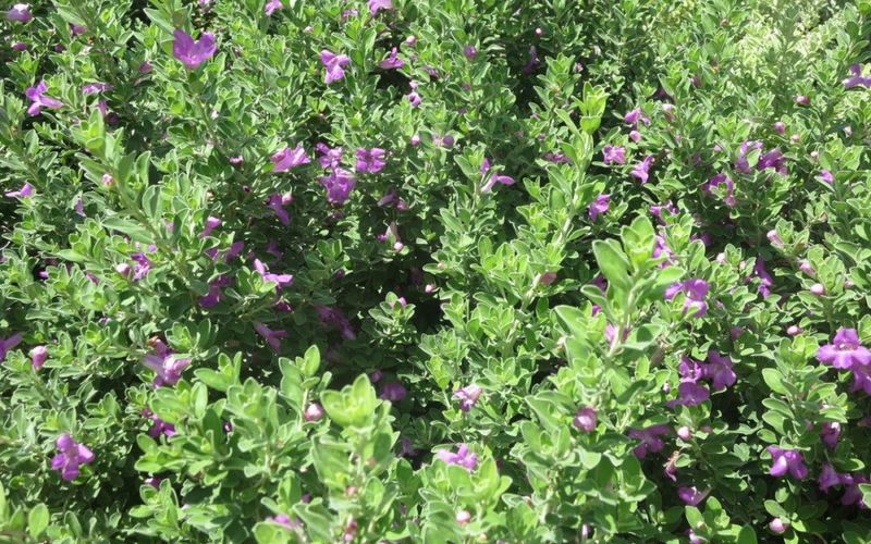 Separate Oleander’s Toxicity From Texas Sage’s Name