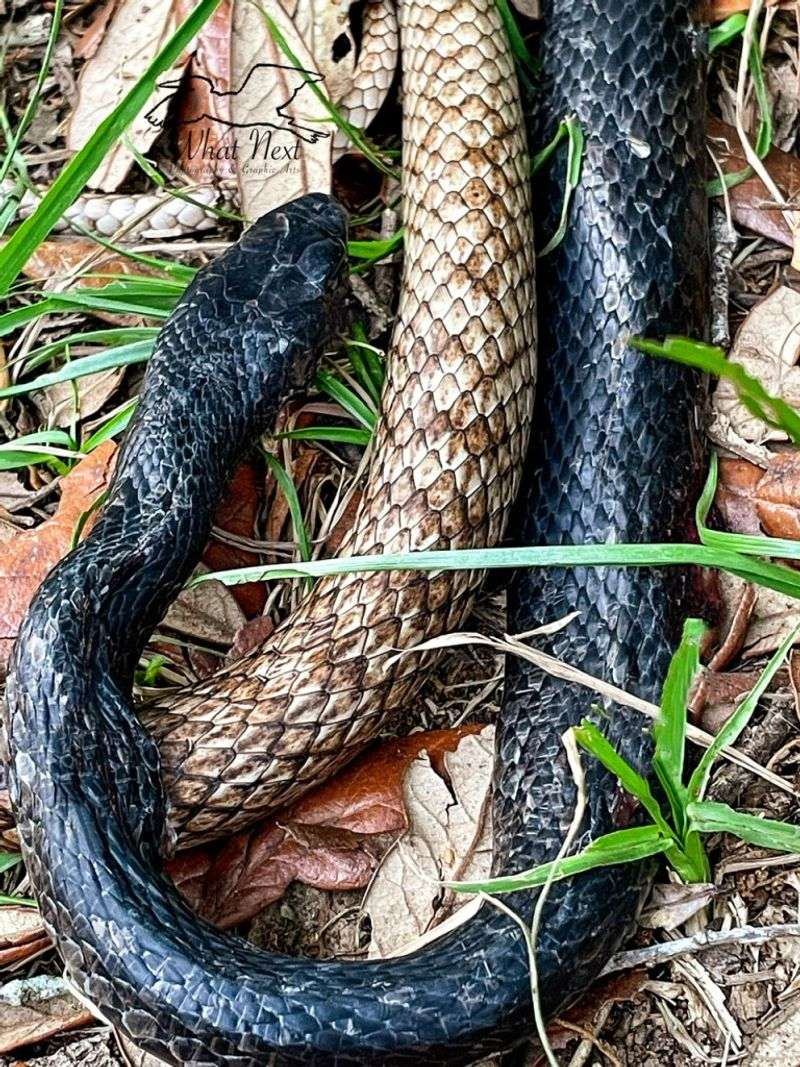 Do Not Confuse a Black Racer With Another Snake