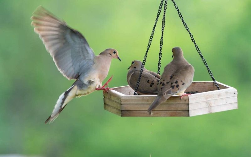 Feeding Requires More Care Than A Seed Pile