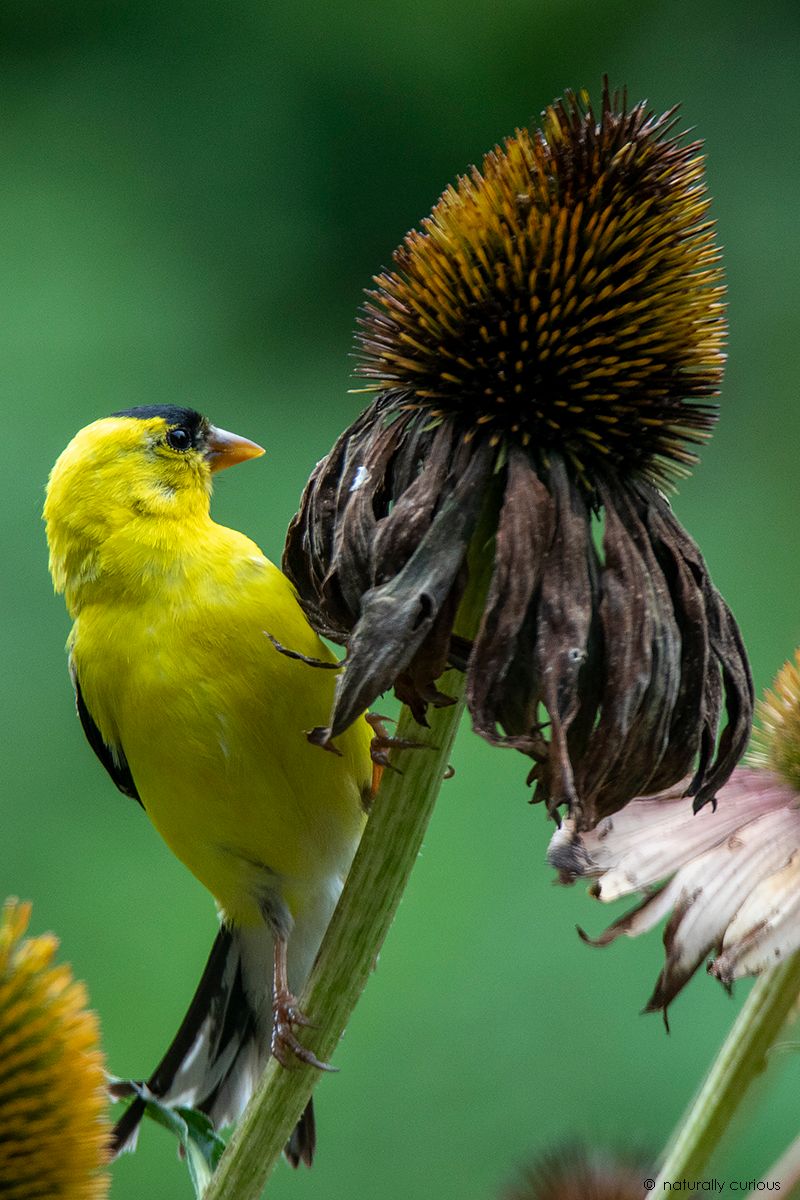 The Goldfinch Food Comes After The Bloom