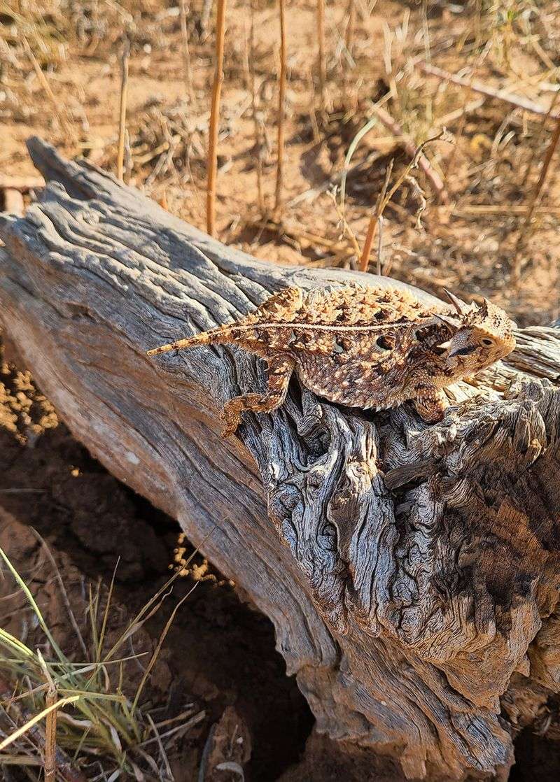 Your Yard May Still Offer a Habitat Clue