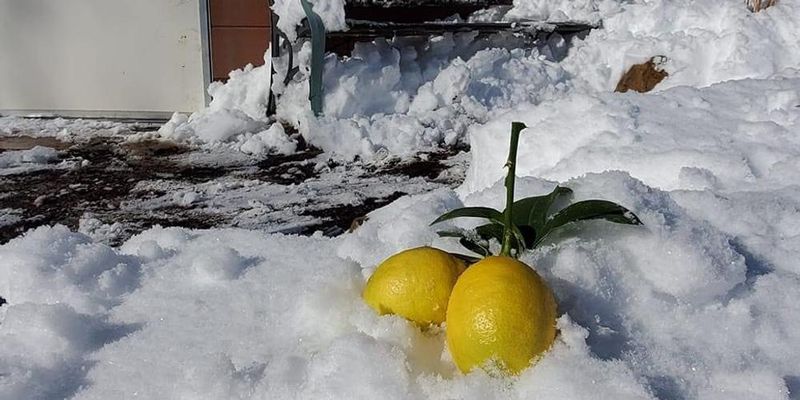 Protect the Plant From Cold and Quarantine Problems