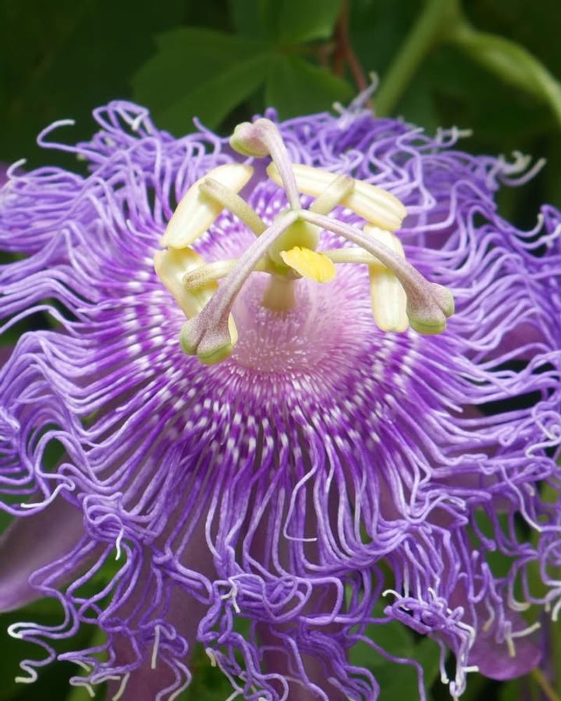 Why The Flowers Command Attention