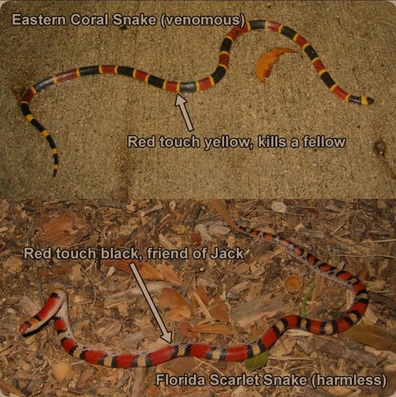 Color Alone Cannot Identify An Unknown Snake