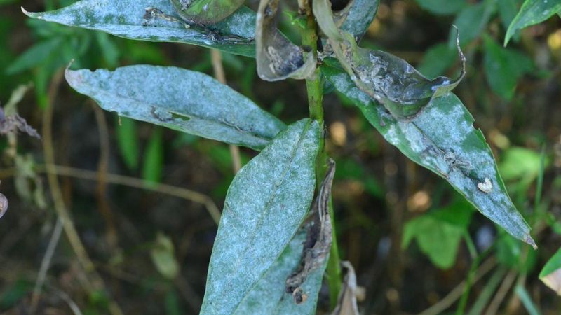 Watch For Powdery Mildew In Dry Spells