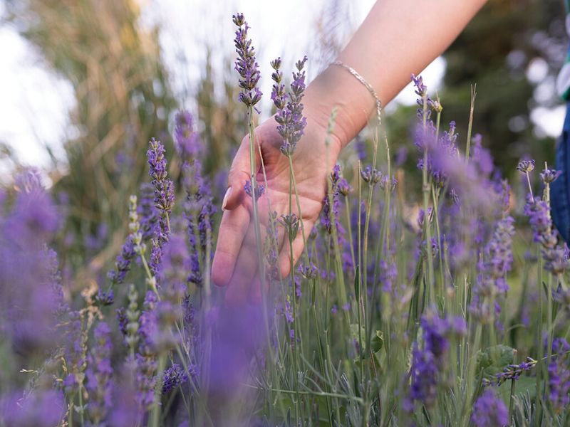 The Senses Give Busy Hands Somewhere To Go