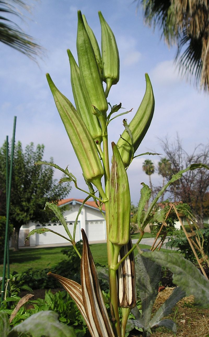 Okra Stands Strong Against Common Pests